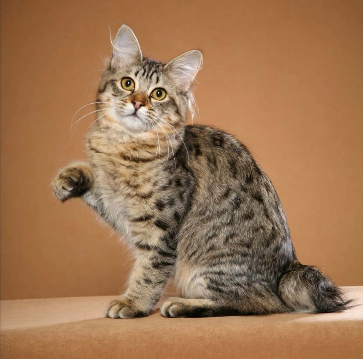 American Bobtail, tabby cat, yellow eyes, SD Desktop Wallpaper