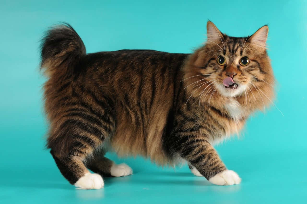 American Bobtail, fluffy tabby cat, white paws, HD Desktop Wallpaper