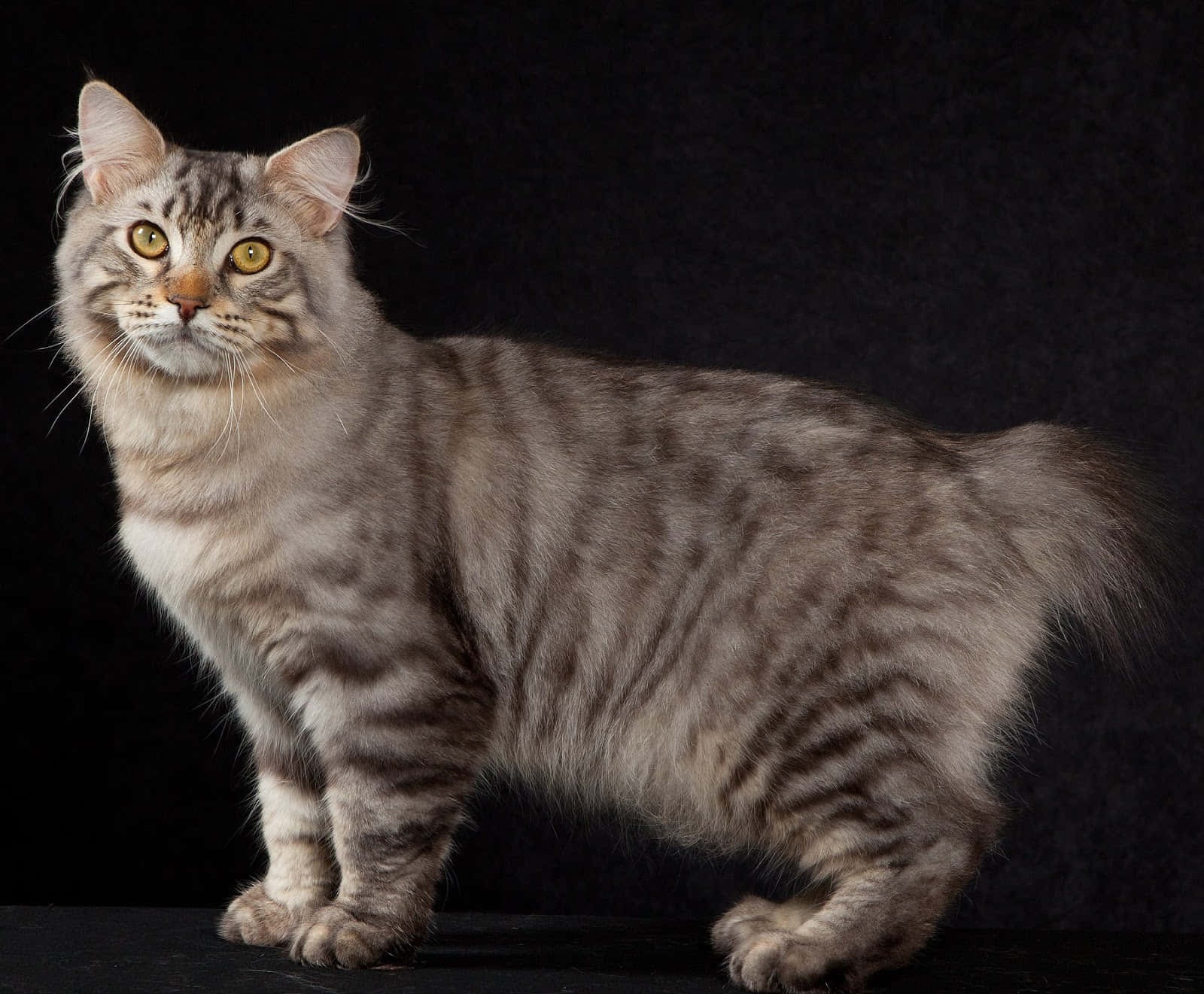 American Bobtail, silver tabby, yellow eyes, HD Desktop Wallpaper