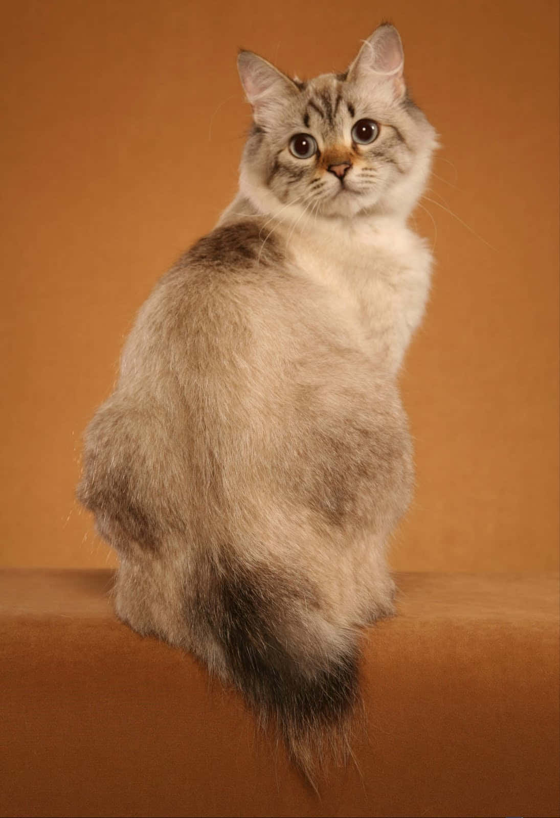 American Bobtail, long-haired, warm-toned surface, HD Phone Wallpaper