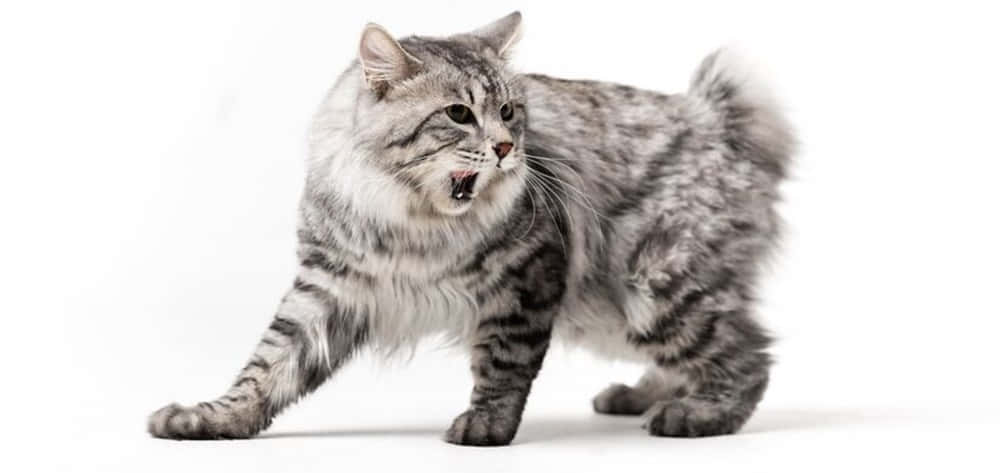 American Bobtail, gray tabby, short tail, SD Desktop Wallpaper