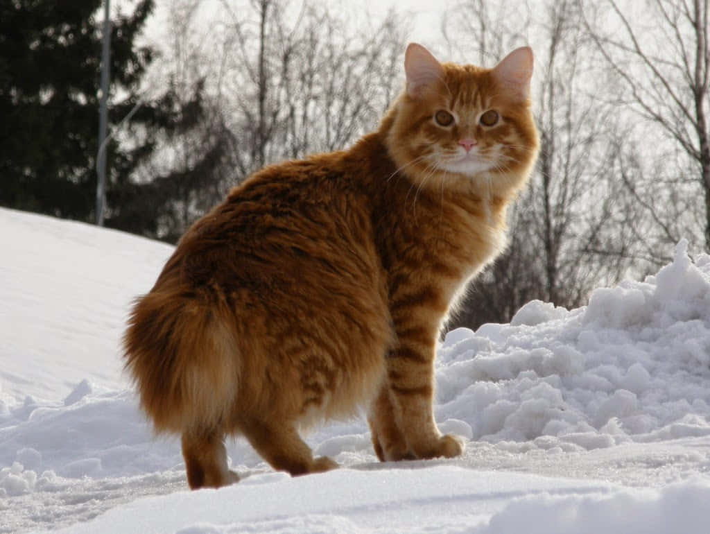 American Bobtail, ginger, deep snow, SD Desktop Wallpaper