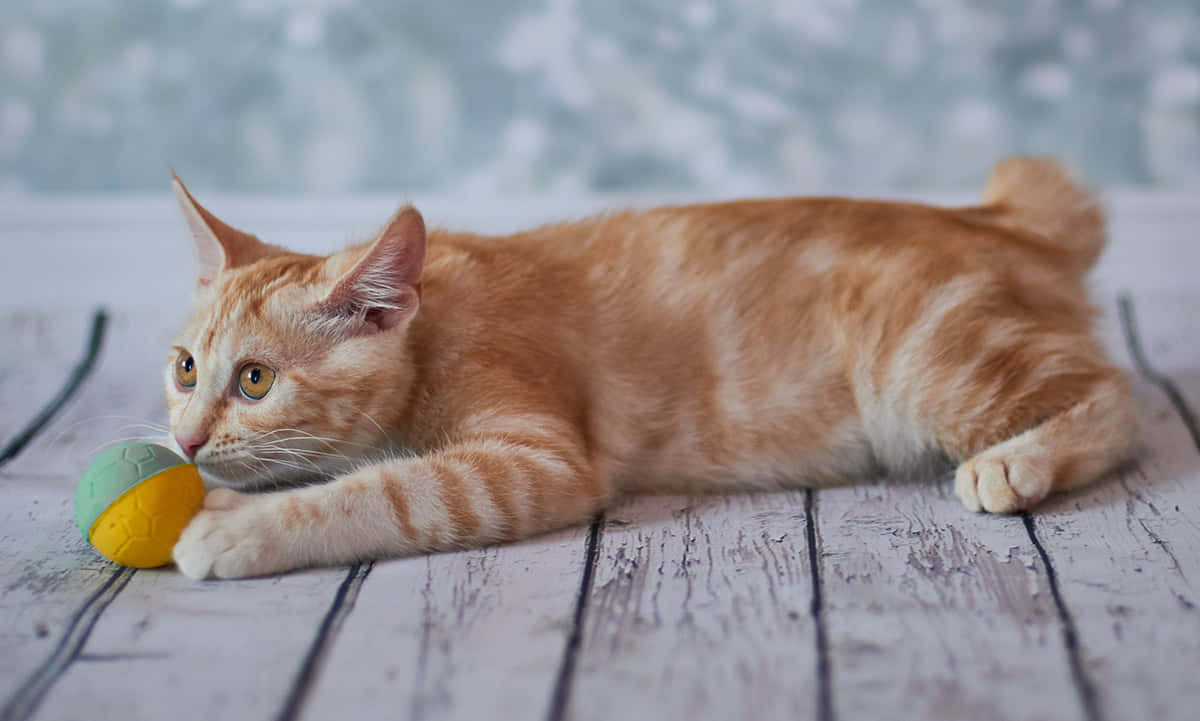 American Bobtail, ginger tabby, weathered white wooden planks, SD Desktop Wallpaper