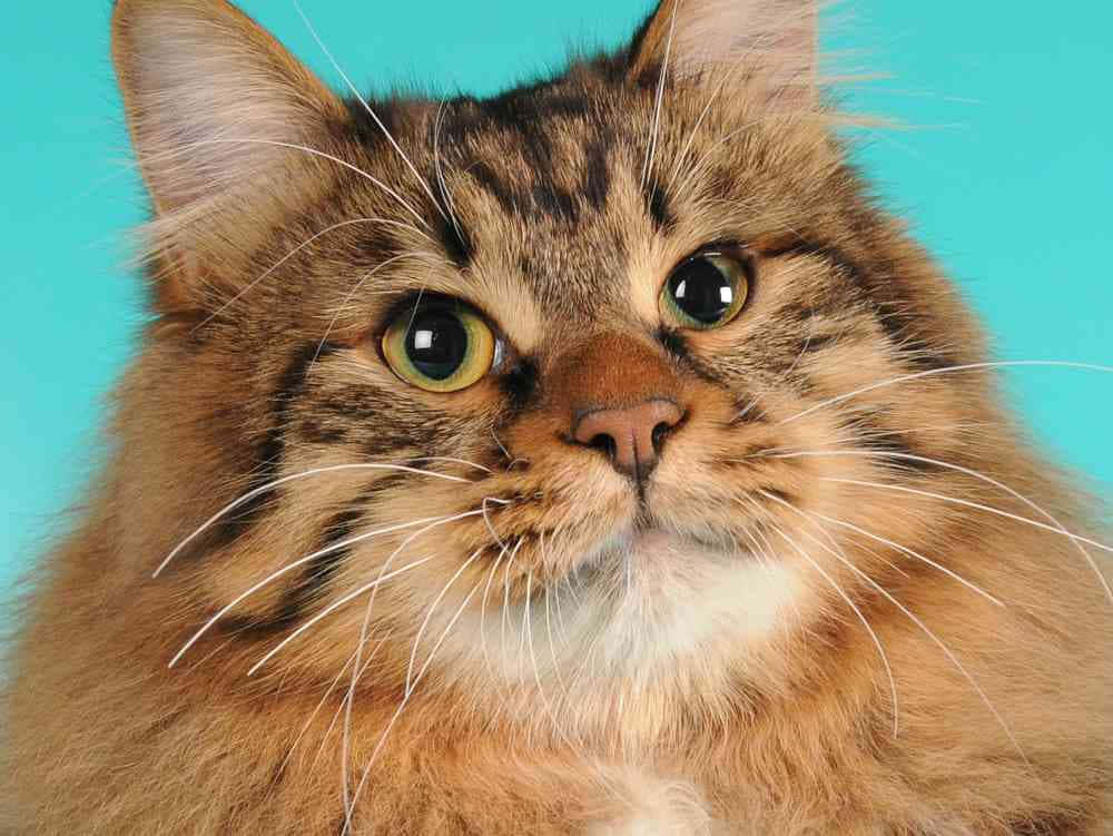 American Bobtail, fluffy tabby cat, striking green eyes, SD Desktop Wallpaper