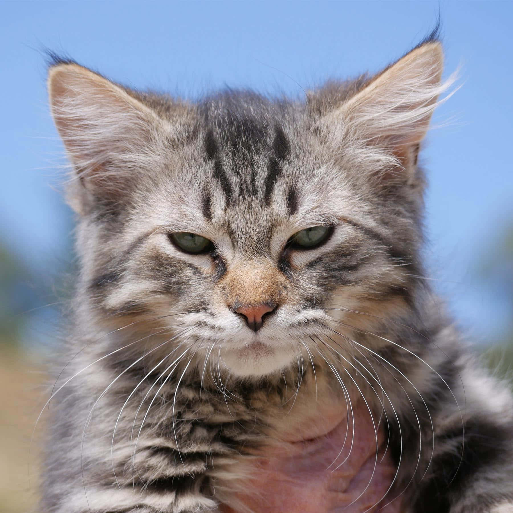 American Bobtail, tabby kitten, green eyes, HD Desktop Wallpaper
