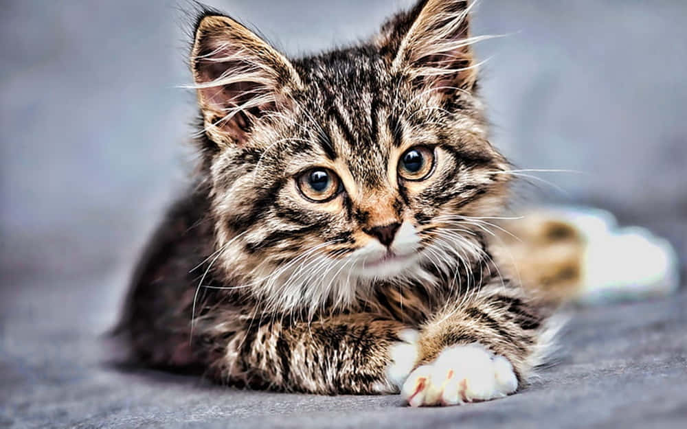 American Bobtail, fluffy tabby kitten, wide curious eyes, SD Desktop Wallpaper