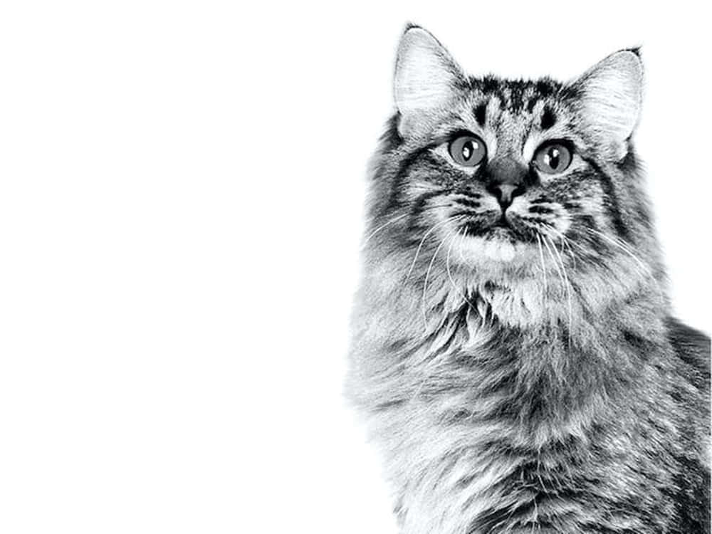 American Bobtail, black and white, fluffy tabby, SD Desktop Wallpaper