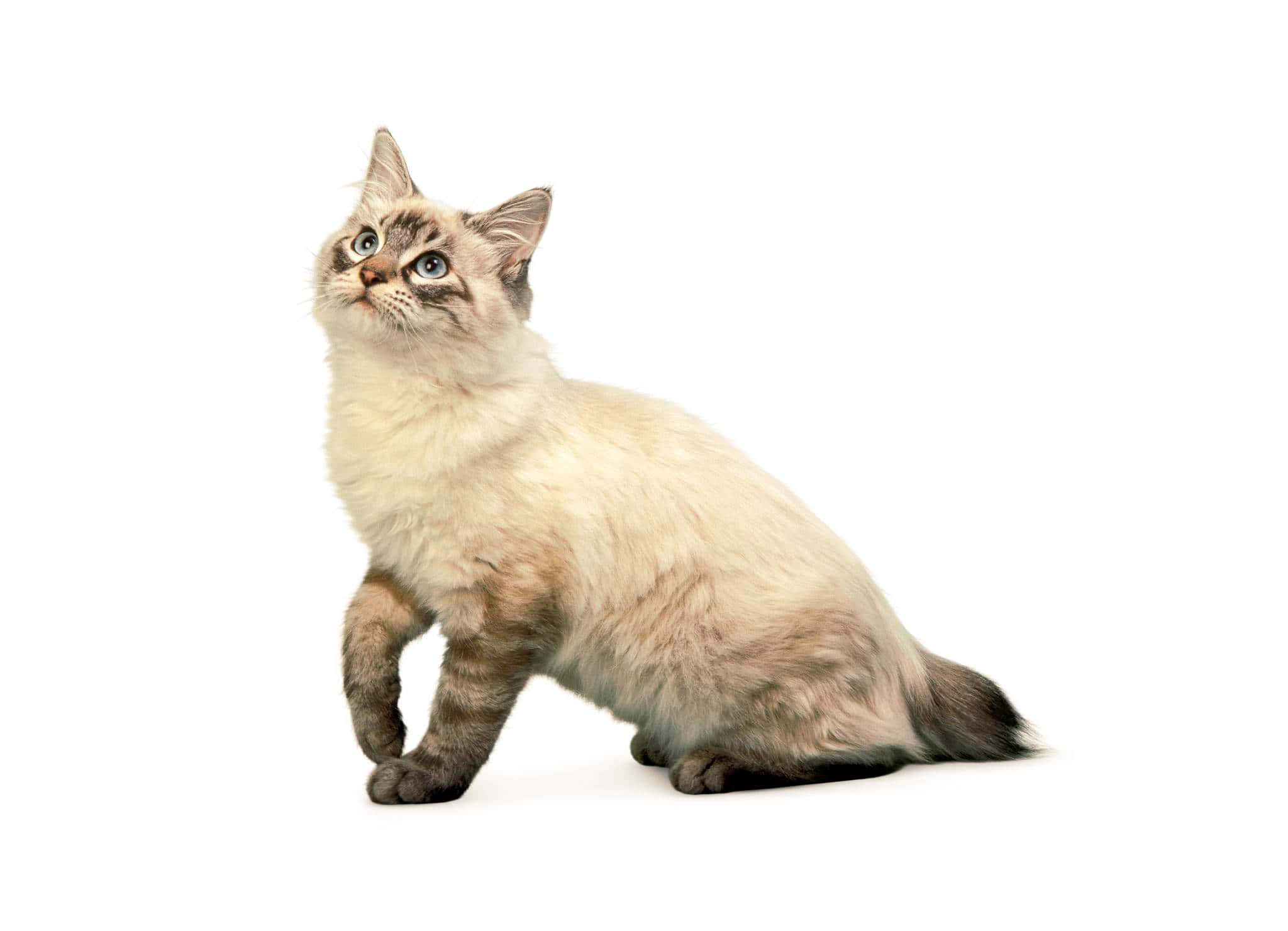 American Bobtail, cream and grey, blue eyes, Full HD Desktop Wallpaper