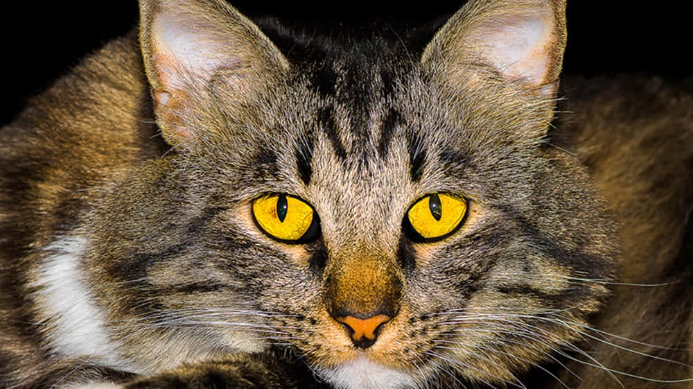 American Bobtail, tabby cat, piercing yellow eyes, SD Desktop Wallpaper