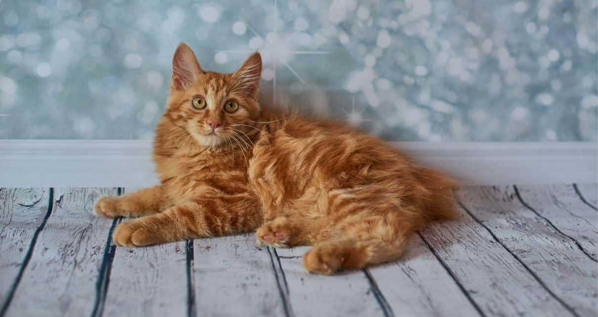 American Bobtail, ginger, weathered white wooden planks, SD Desktop Wallpaper