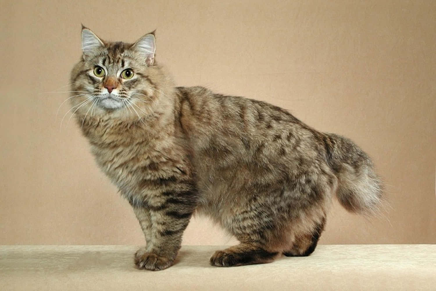 American Bobtail, fluffy tabby cat, striking green eyes, HD Desktop Wallpaper