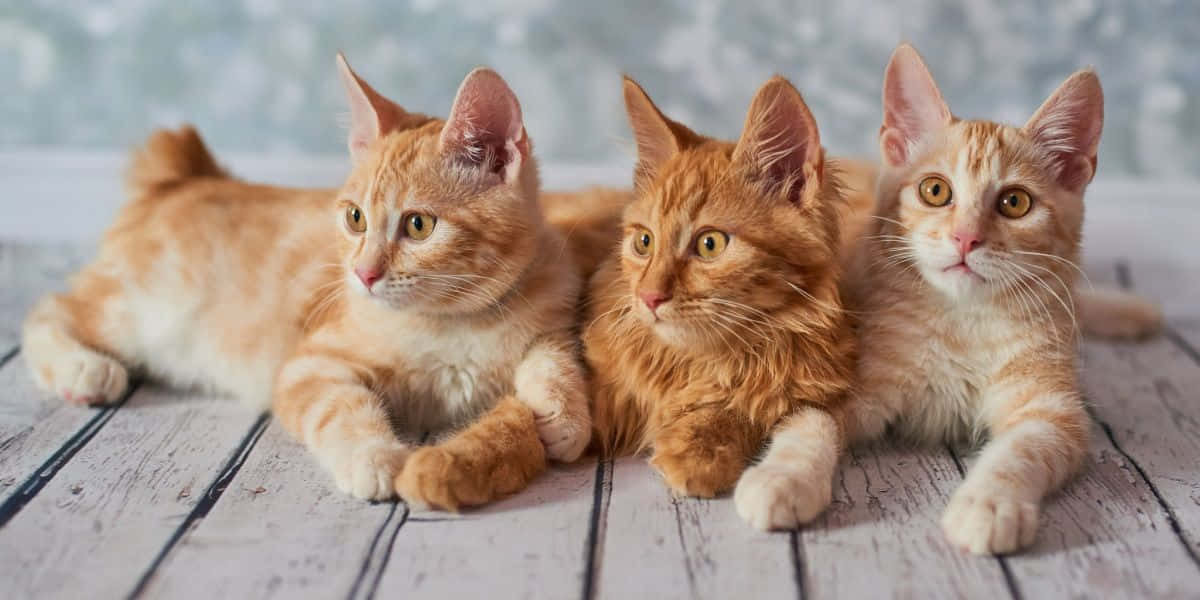 American Bobtail, orange tabby, fluffy, SD Desktop Wallpaper