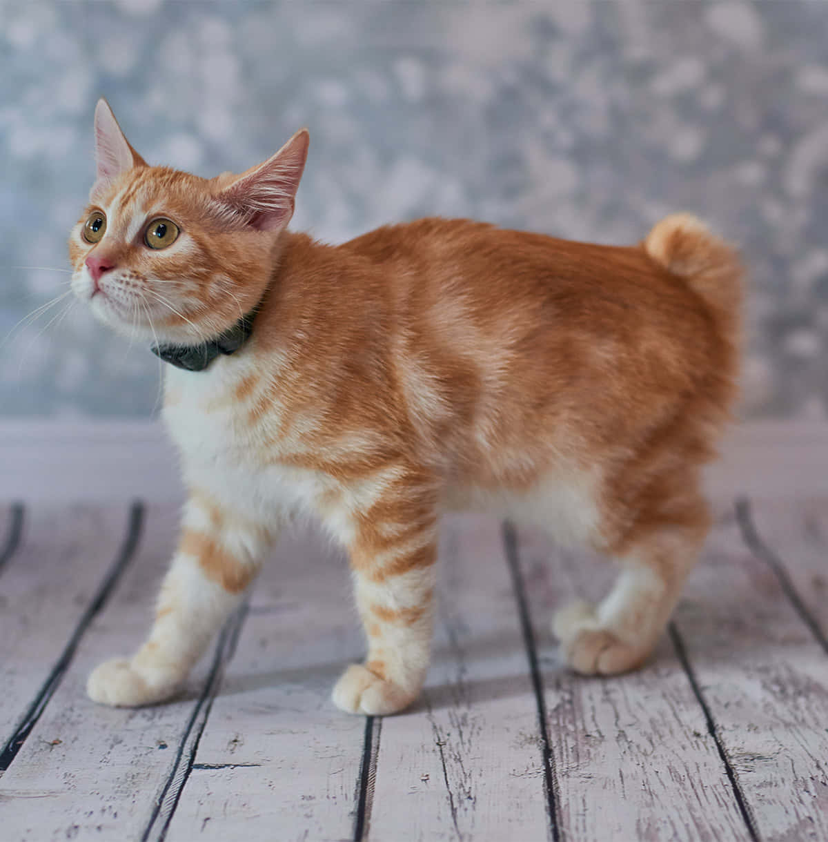 American Bobtail, ginger tabby, black collar, SD Phone Wallpaper