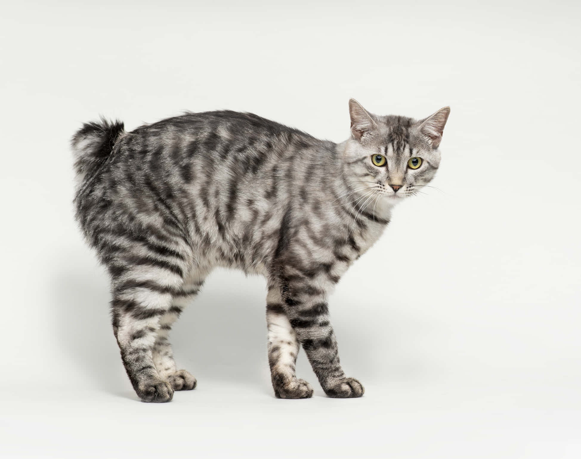 American Bobtail, silver tabby, green eyes, Full HD Desktop Wallpaper