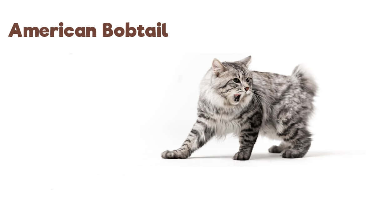 American Bobtail, silver tabby fur, short tail, SD Desktop Wallpaper