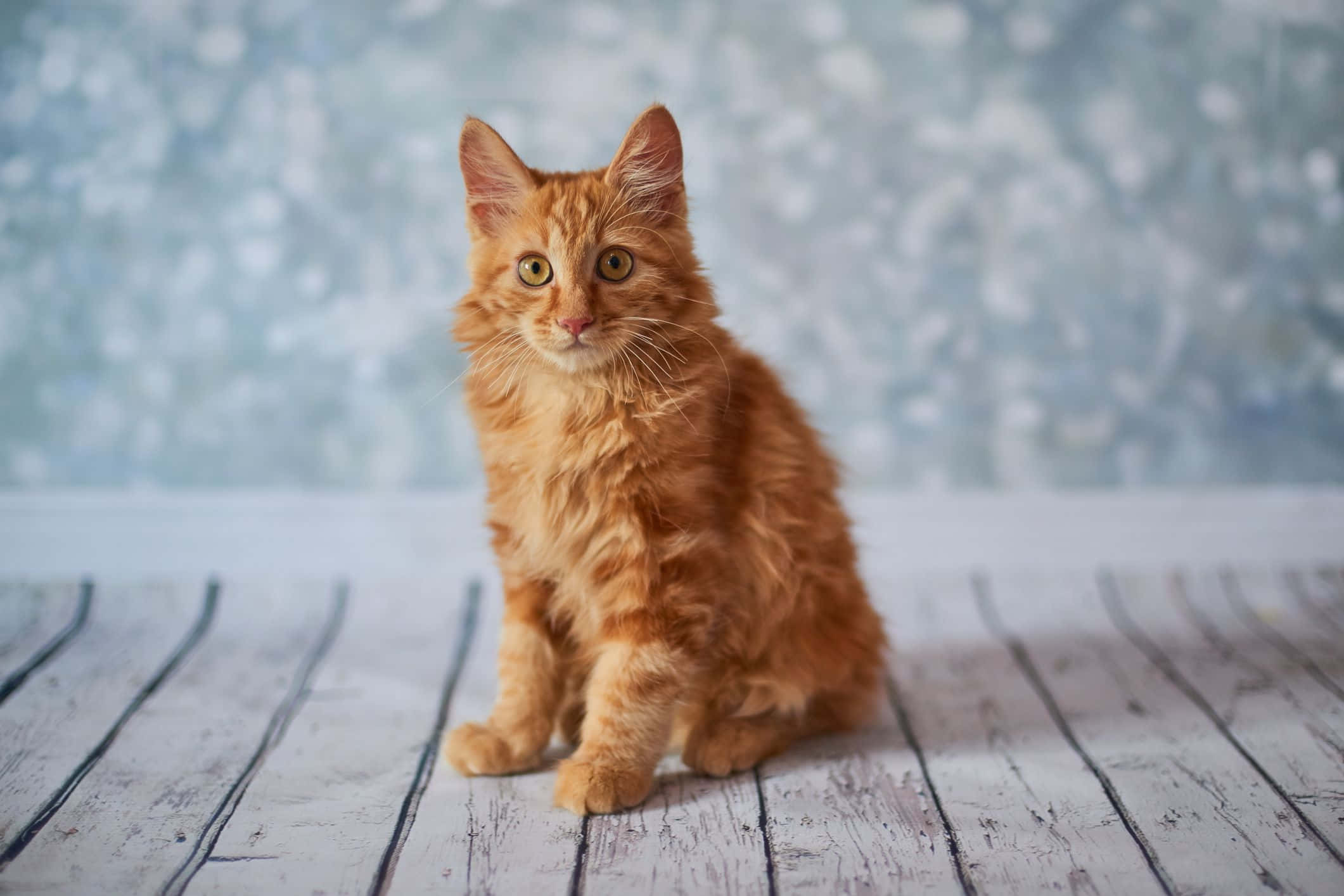 American Bobtail, ginger kitten, weathered white wooden planks, Full HD Desktop Wallpaper