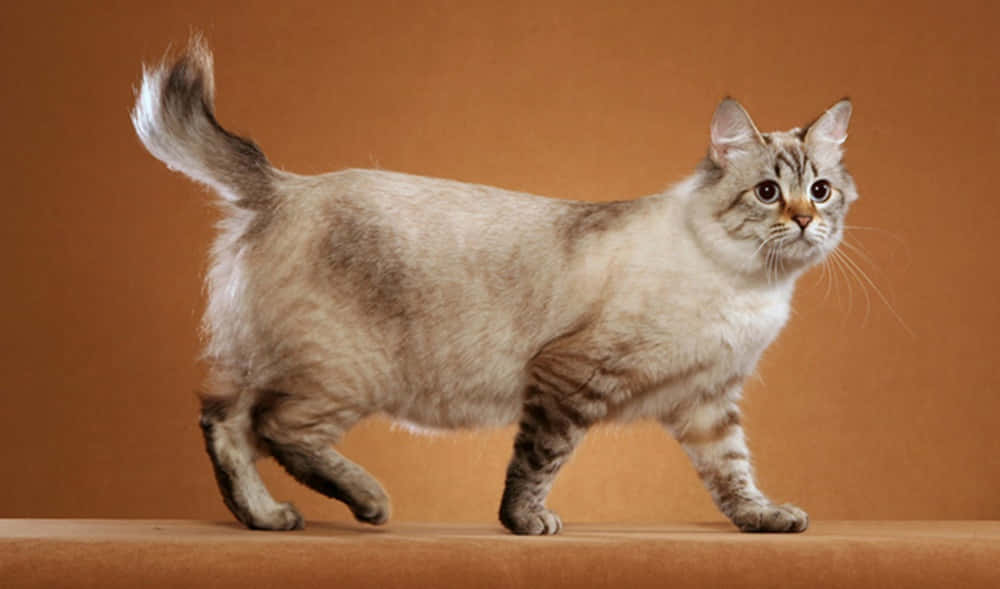 American Bobtail, fluffy tabby cat, curved tail, SD Desktop Wallpaper