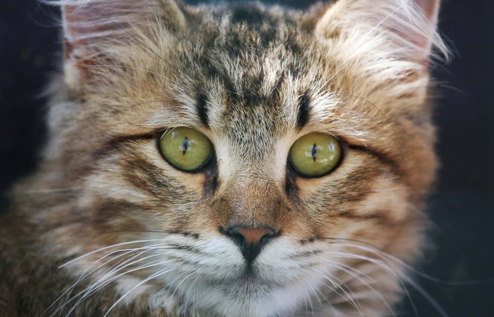 American Bobtail, tabby cat, green eyes, HD Desktop Wallpaper