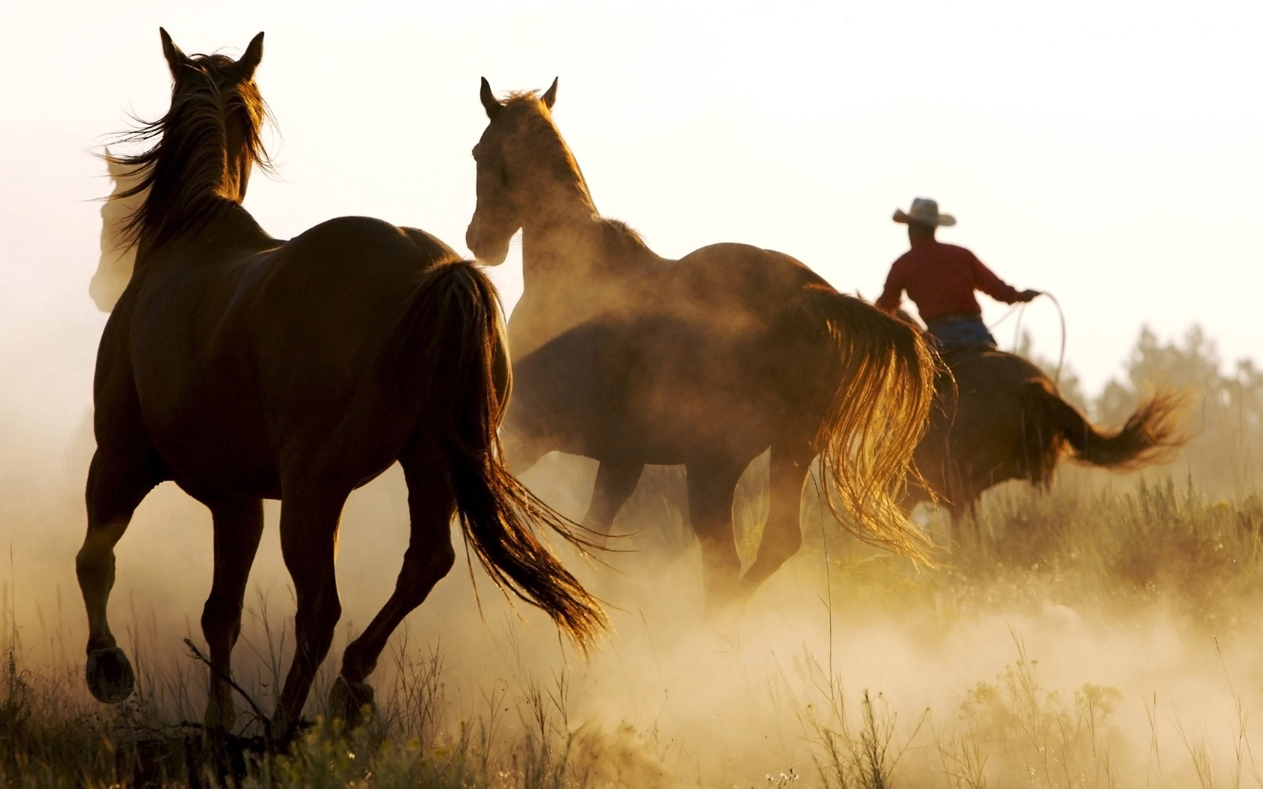 American Cowboy, cowboy, horseback, 2K Desktop Wallpaper