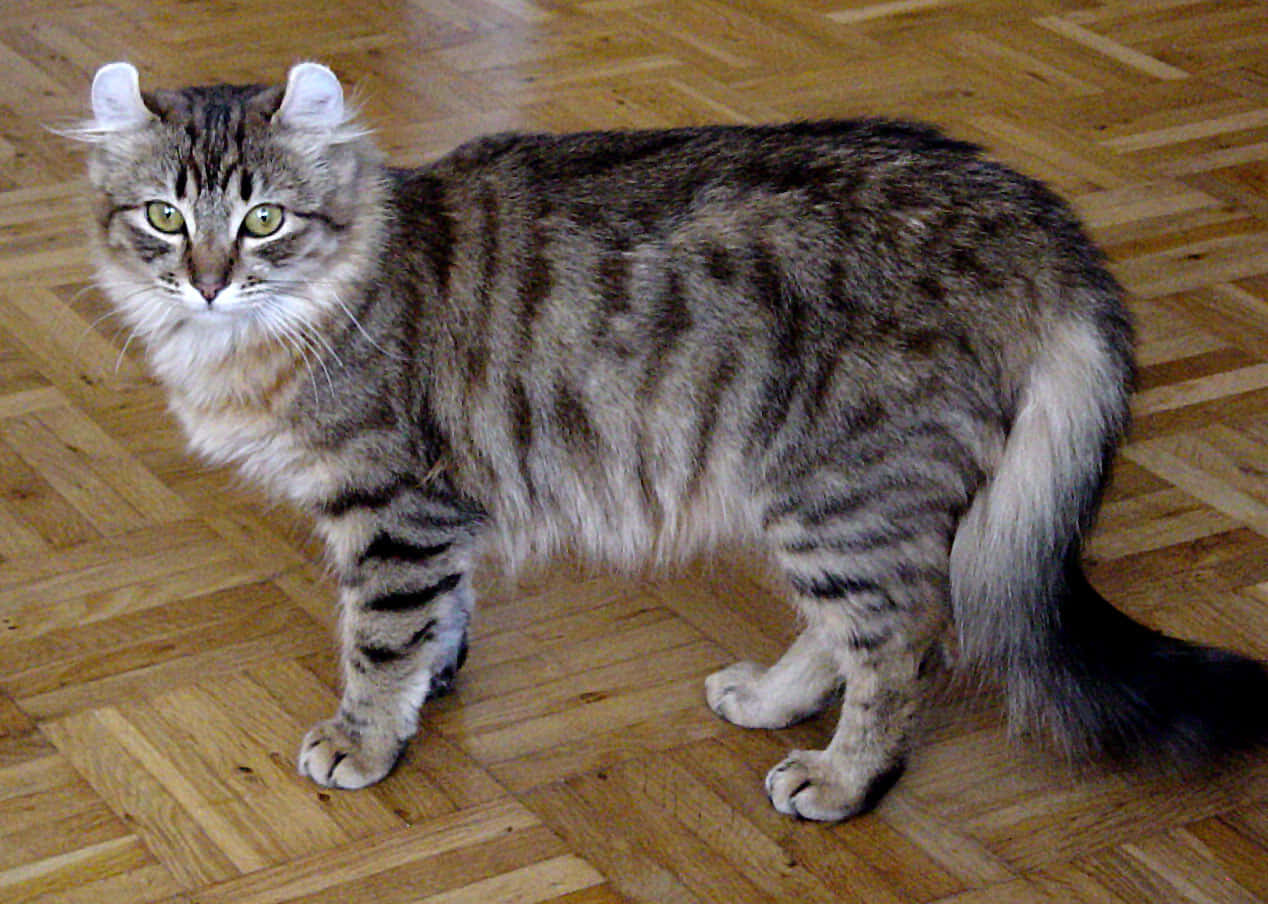 American Curl, tabby cat, tufted ears, SD Desktop Wallpaper