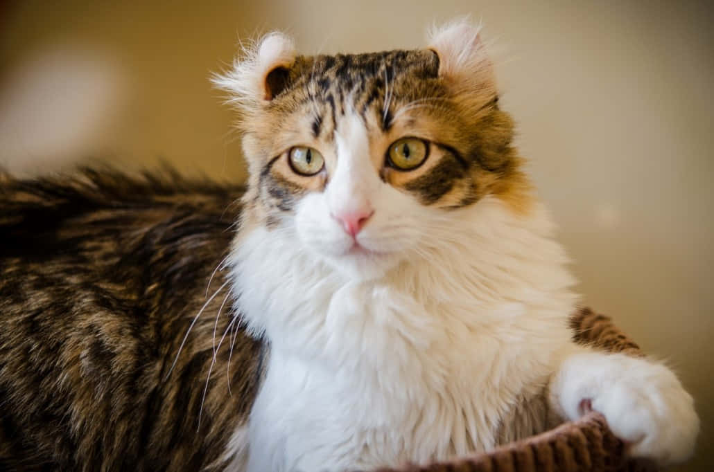 American Curl, fluffy tabby cat, striking green eyes, SD Desktop Wallpaper