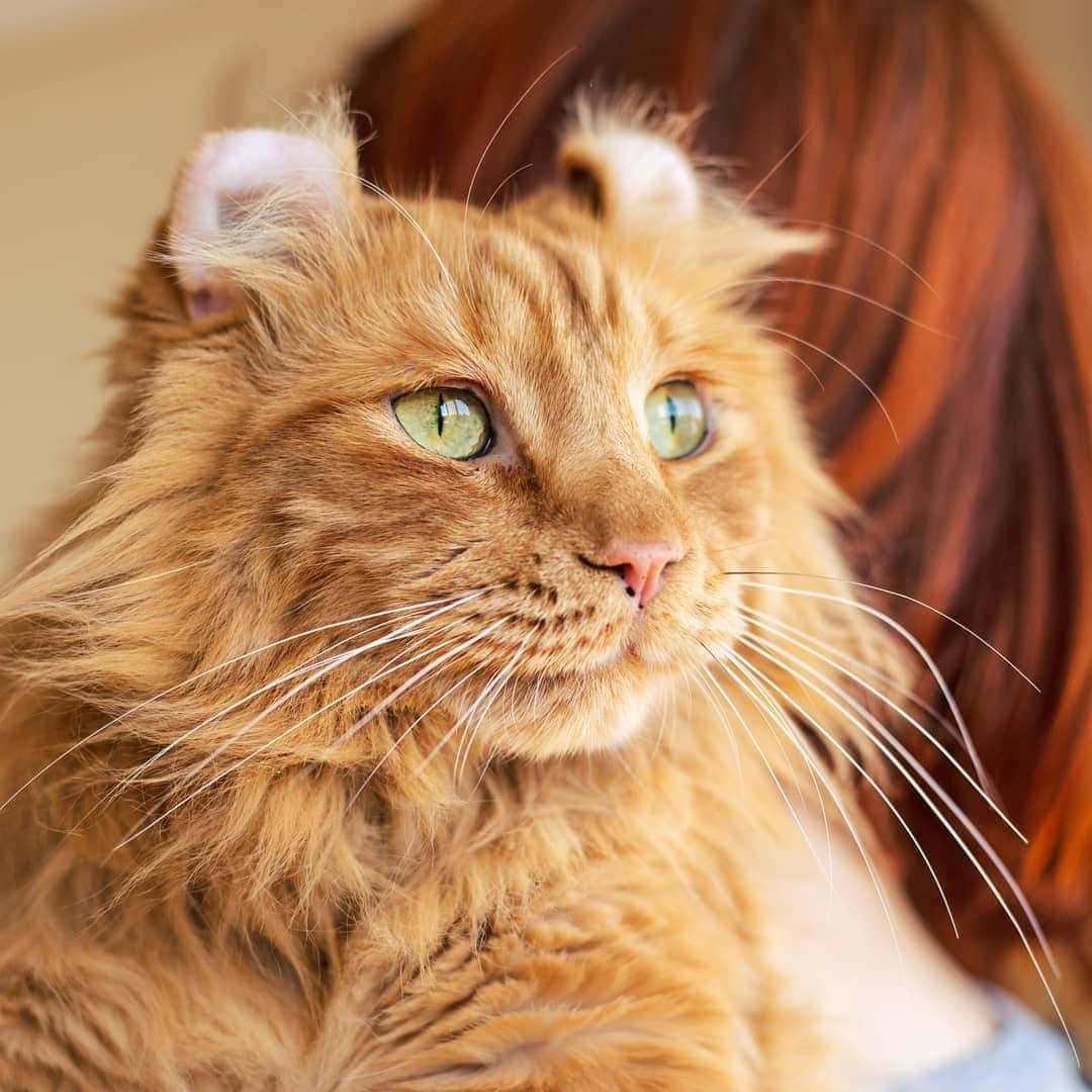 American Curl, fluffy orange tabby cat, striking green eyes, SD Desktop Wallpaper