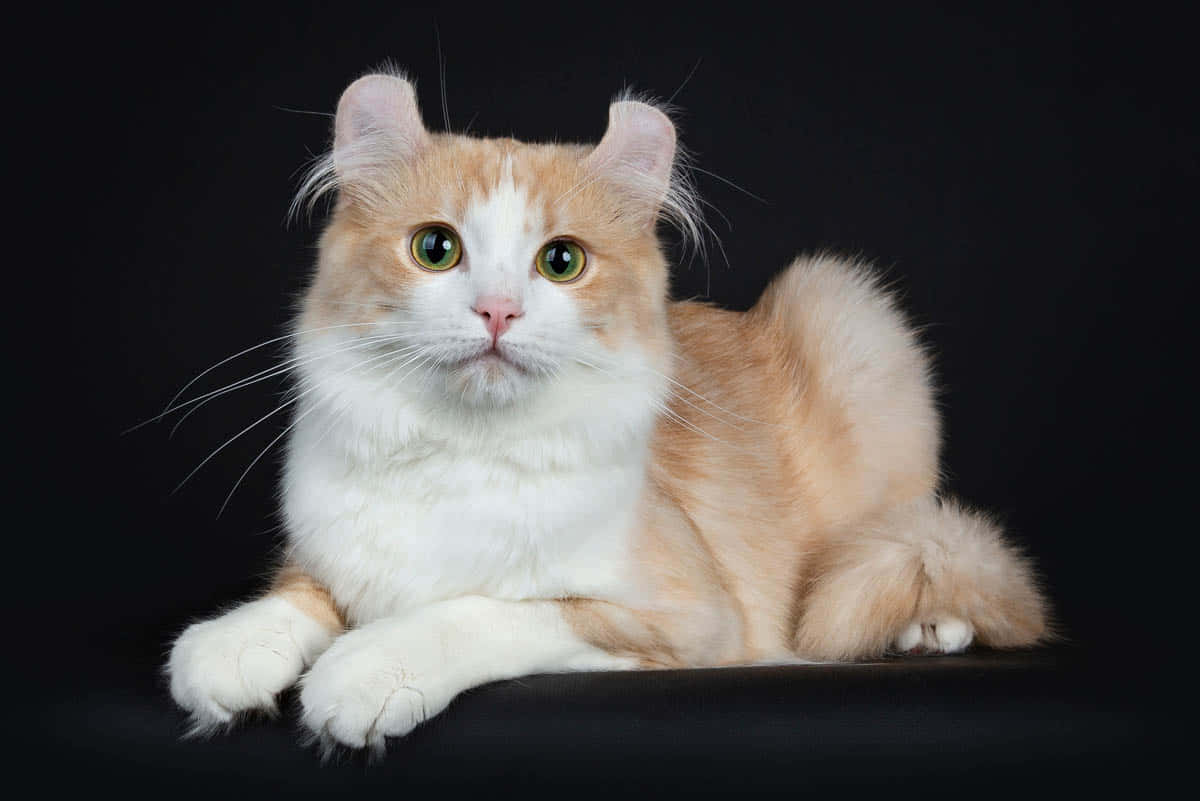 American Curl, orange and white, green eyes, SD Desktop Wallpaper