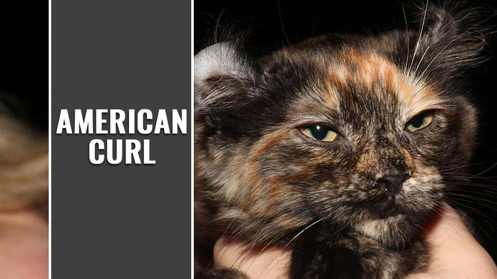 American Curl, calico, curled ears, SD Desktop Wallpaper
