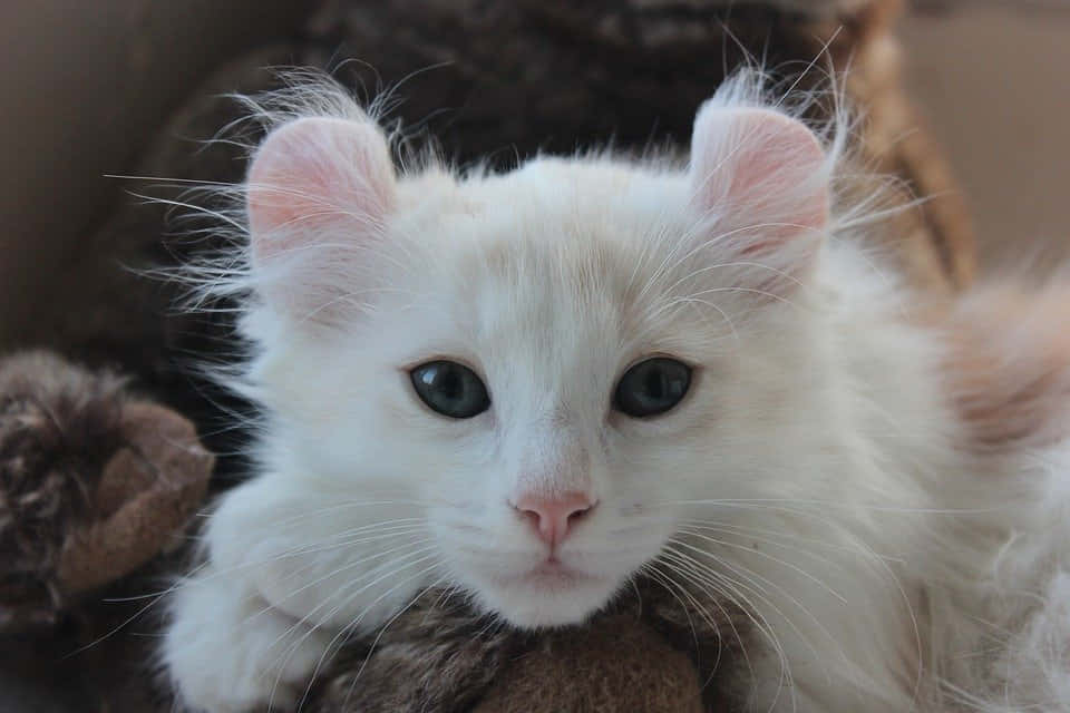 American Curl, fluffy white kitten, striking blue eyes, SD Desktop Wallpaper