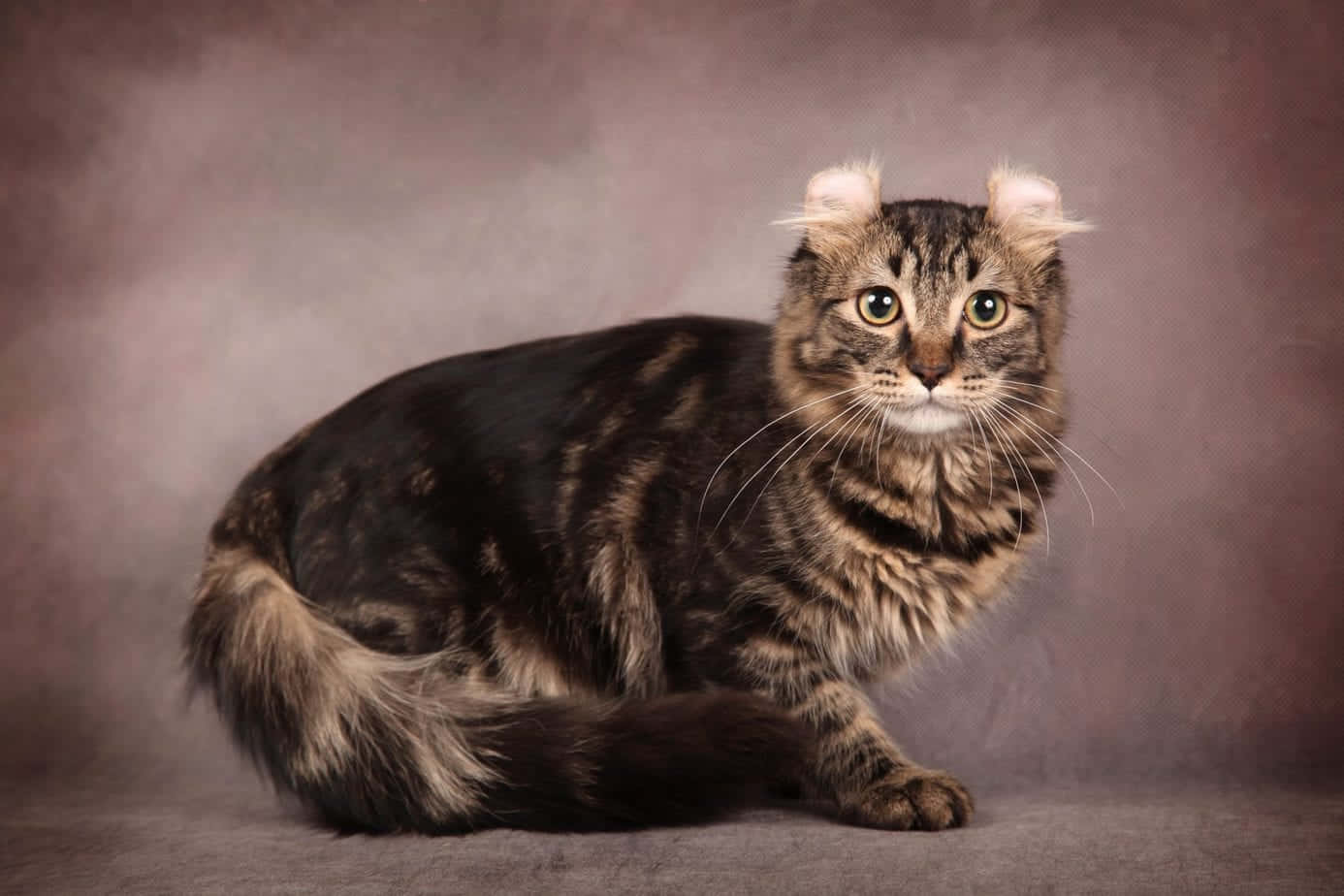 American Curl, curled ears, tabby cat, HD Desktop Wallpaper