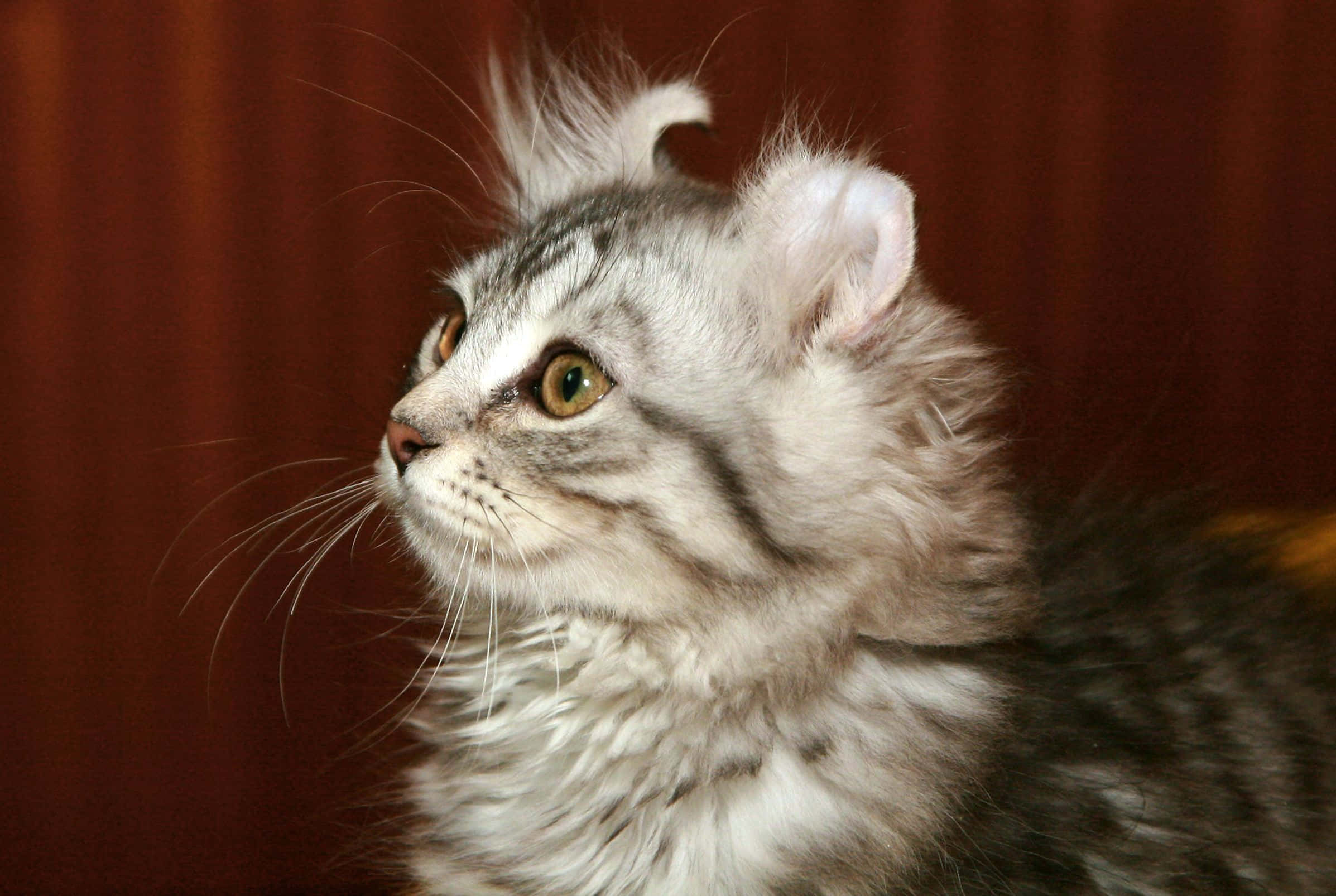 American Curl, silver tabby, green eyes, Full HD Desktop Wallpaper