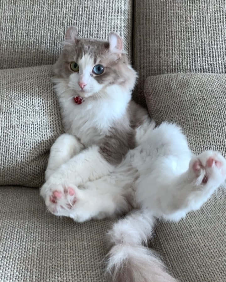 American Curl, heterochromia, beige couch, SD Phone Wallpaper