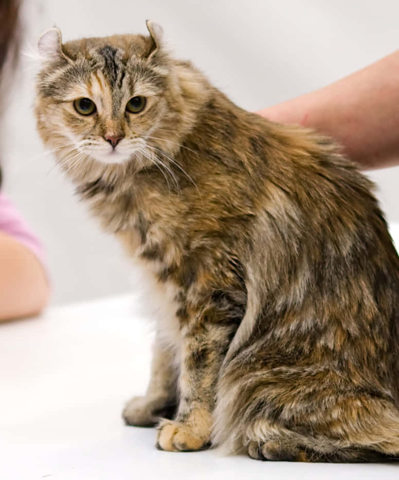 American Curl, fluffy tabby cat, folded ears, SD Phone Wallpaper