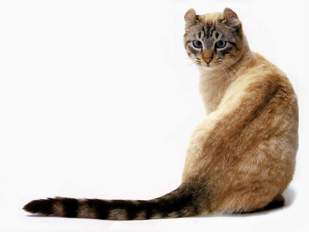 American Curl, tabby cat, striking blue eyes, SD Desktop Wallpaper