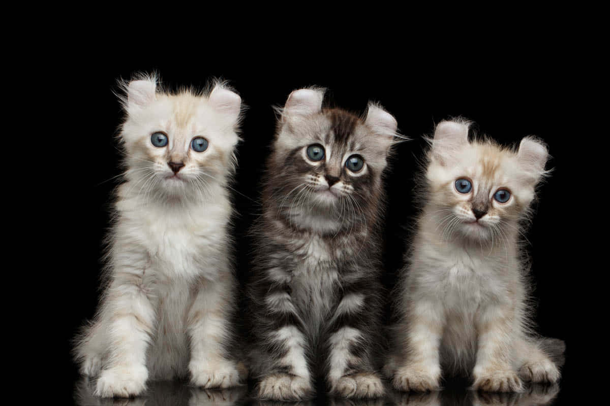 American Curl, fluffy kittens, striking blue eyes, SD Desktop Wallpaper
