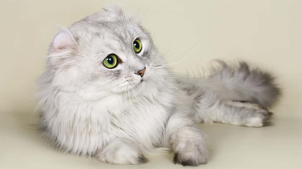 American Curl, silver, green eyes, SD Desktop Wallpaper