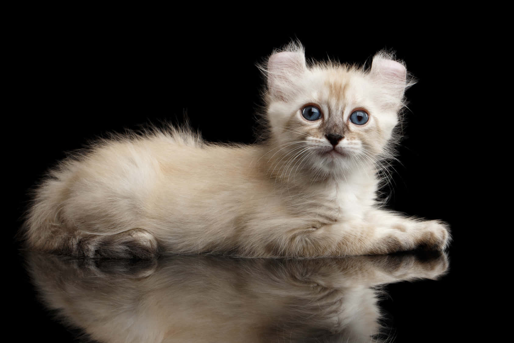 American Curl, cream, blue eyes, HD Desktop Wallpaper