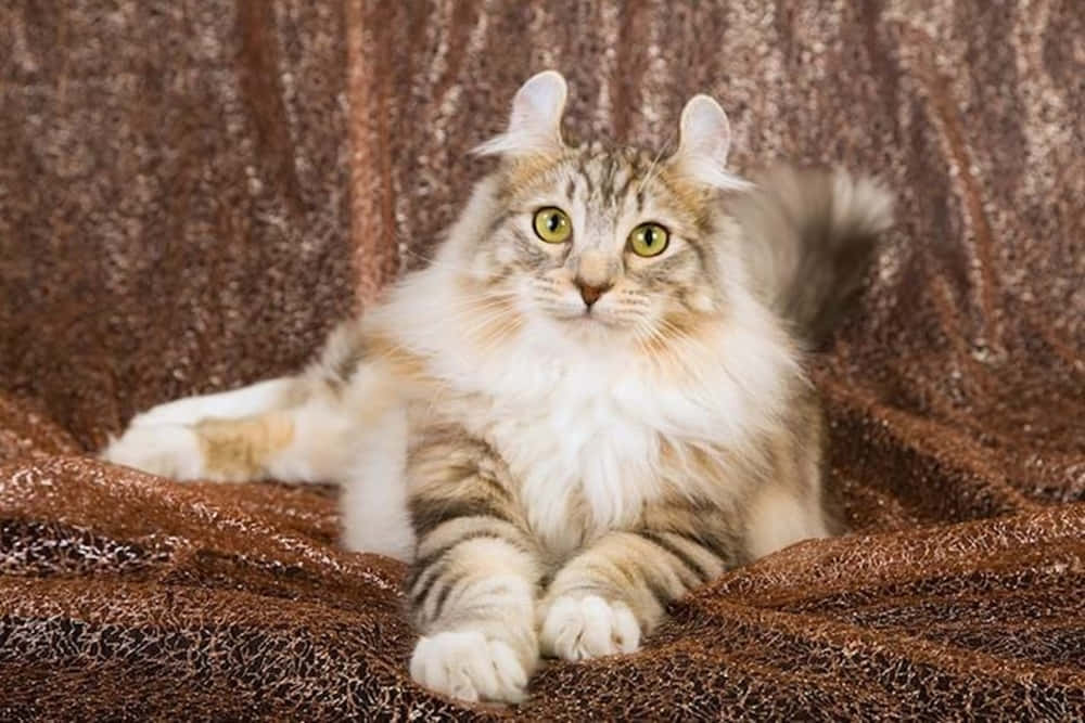 American Curl, fluffy lynx cat, green eyes, SD Desktop Wallpaper