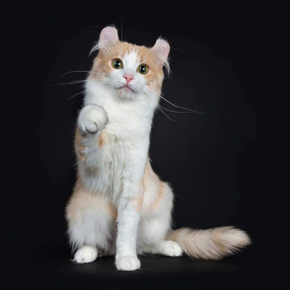 American Curl, orange and white, large green eyes, SD Desktop Wallpaper