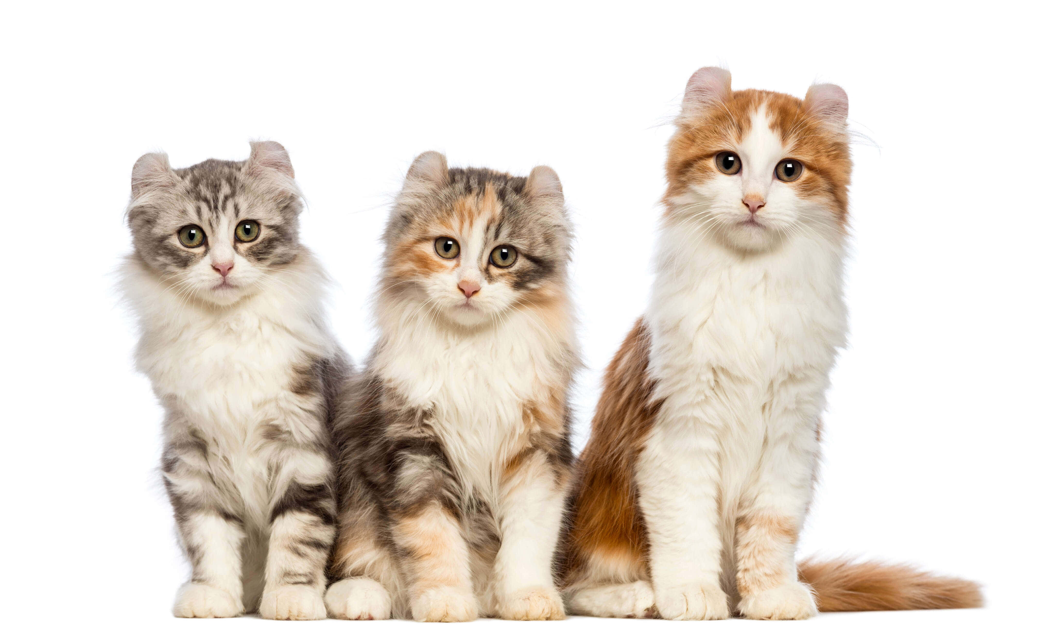 American Curl, 4113, 2500, 4K Desktop Wallpaper