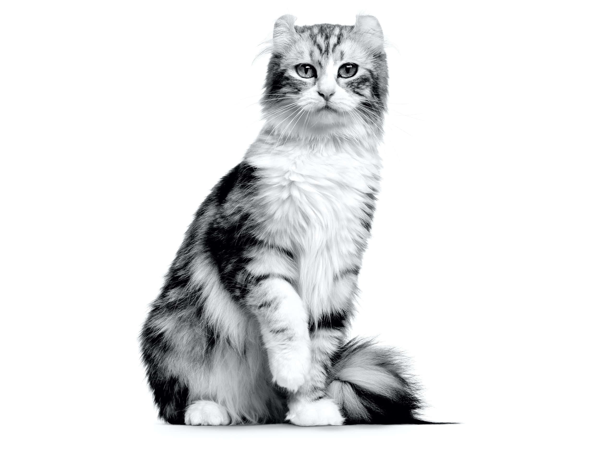 American Curl, fluffy tabby cat, striking eyes, Full HD Desktop Wallpaper