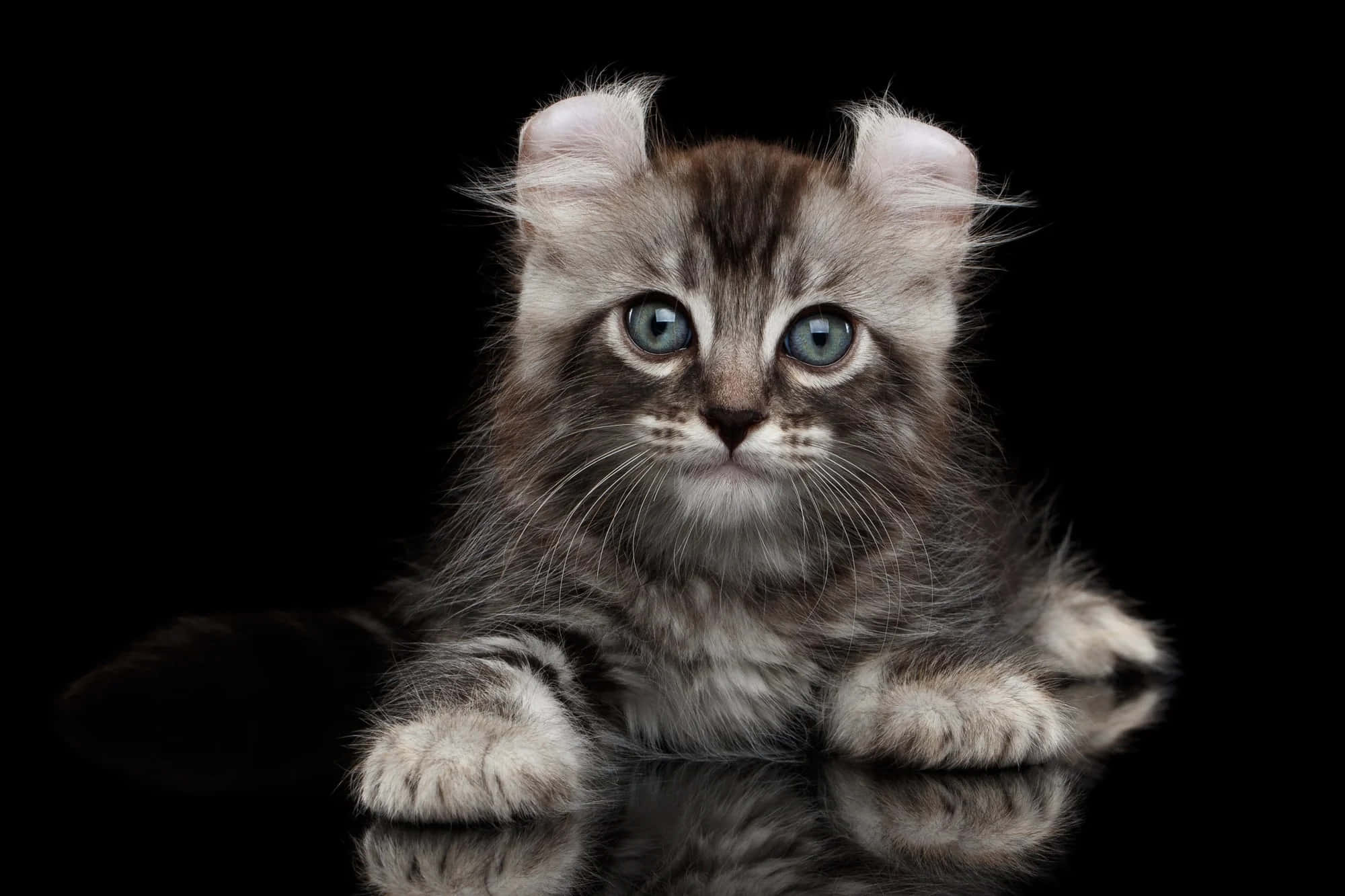 American Curl, fluffy tabby kitten, striking blue eyes, Full HD Desktop Wallpaper