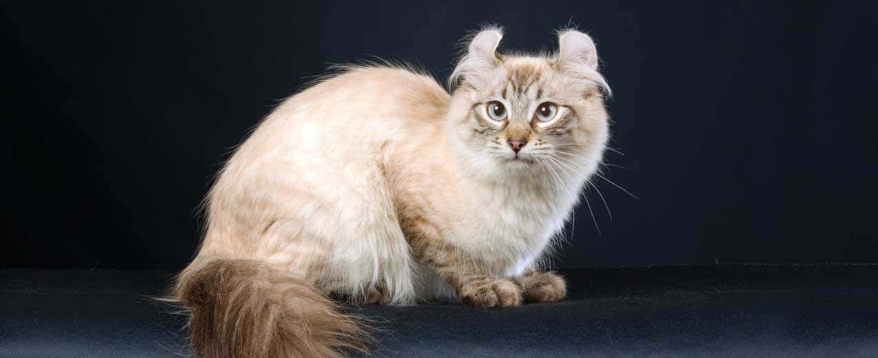 American Curl, cream-colored, curled ears, SD Desktop Wallpaper