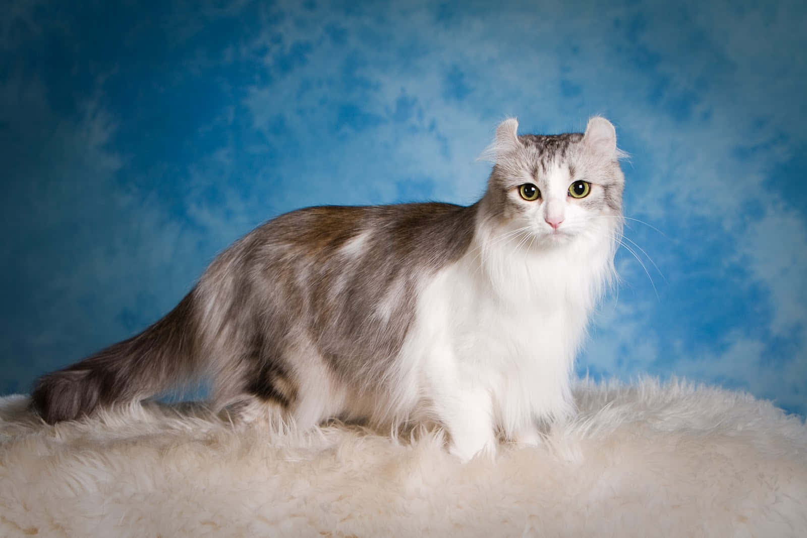 American Curl, silver and white, green eyes, HD Desktop Wallpaper