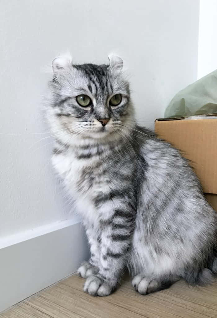 American Curl, silver tabby, curled ears, SD Phone Wallpaper