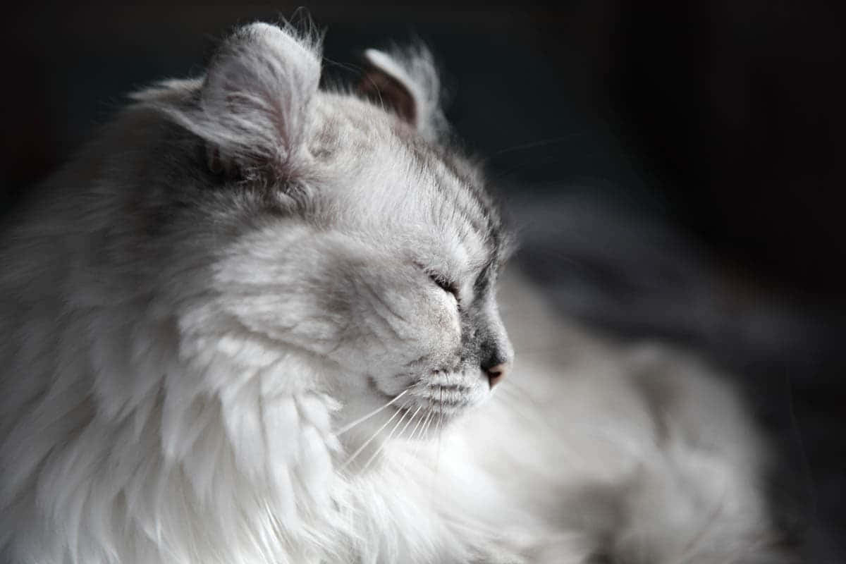 American Curl, 1200 x 800, fluffy white cat, SD Desktop Wallpaper