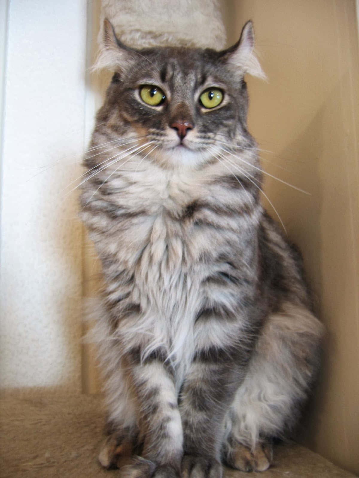 American Curl, fluffy gray tabby cat, bright green eyes, HD Phone Wallpaper