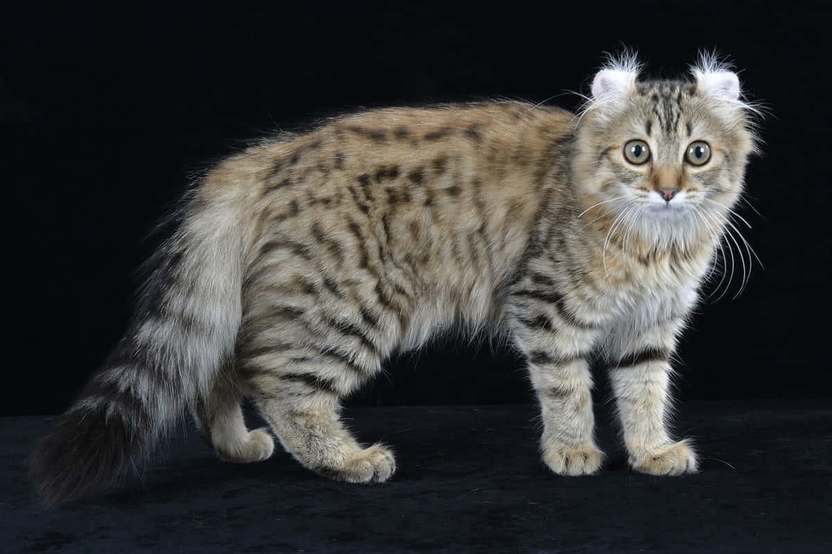 American Curl, fluffy tabby cat, folded ears, SD Desktop Wallpaper
