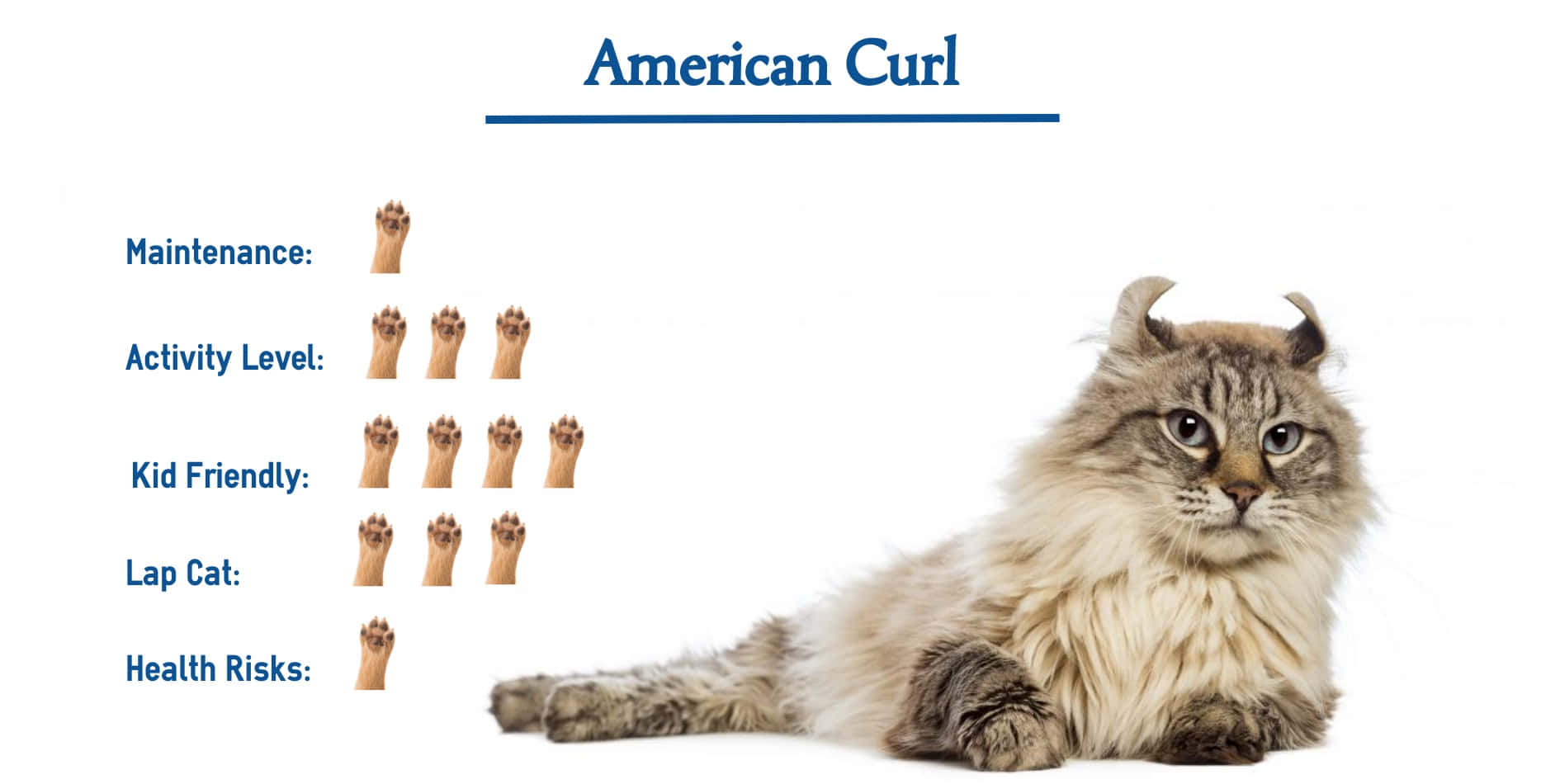 American Curl, curled ears, white background, HD Desktop Wallpaper