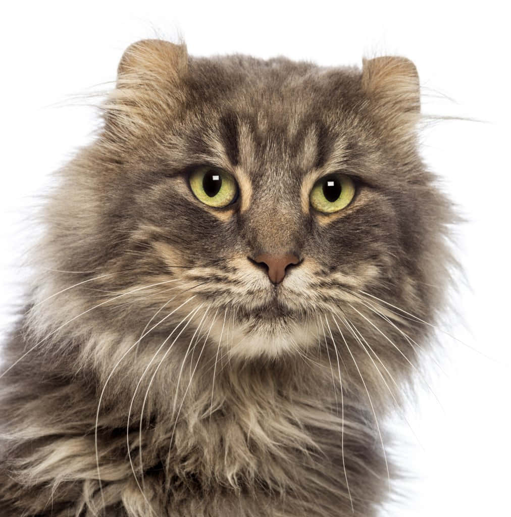 American Curl, gray tabby, green eyes, SD Phone Wallpaper